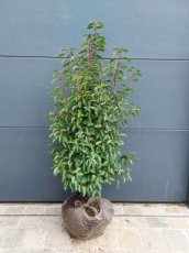 Prunus lusitanica "Angustifolia" 100/125