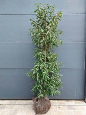 Prunus lusitanica "Angustifolia" 125/150