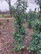 Prunus lusitanica "Angustifolia" 175/+ B-kwaliteit