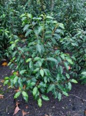 Prunus lusitanica "Angustifolia" 40/60 Prunus lusitanica "Angustifolia" 40/60