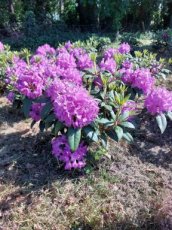 Rhododendron 'Alfred' 60-80
