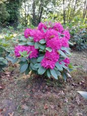 Rhododendron 'Pearce's American beauty' 80-100