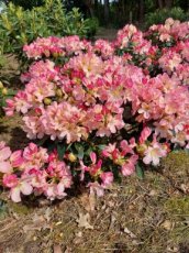 Rhododendron 'Percy Wiseman' 50-60